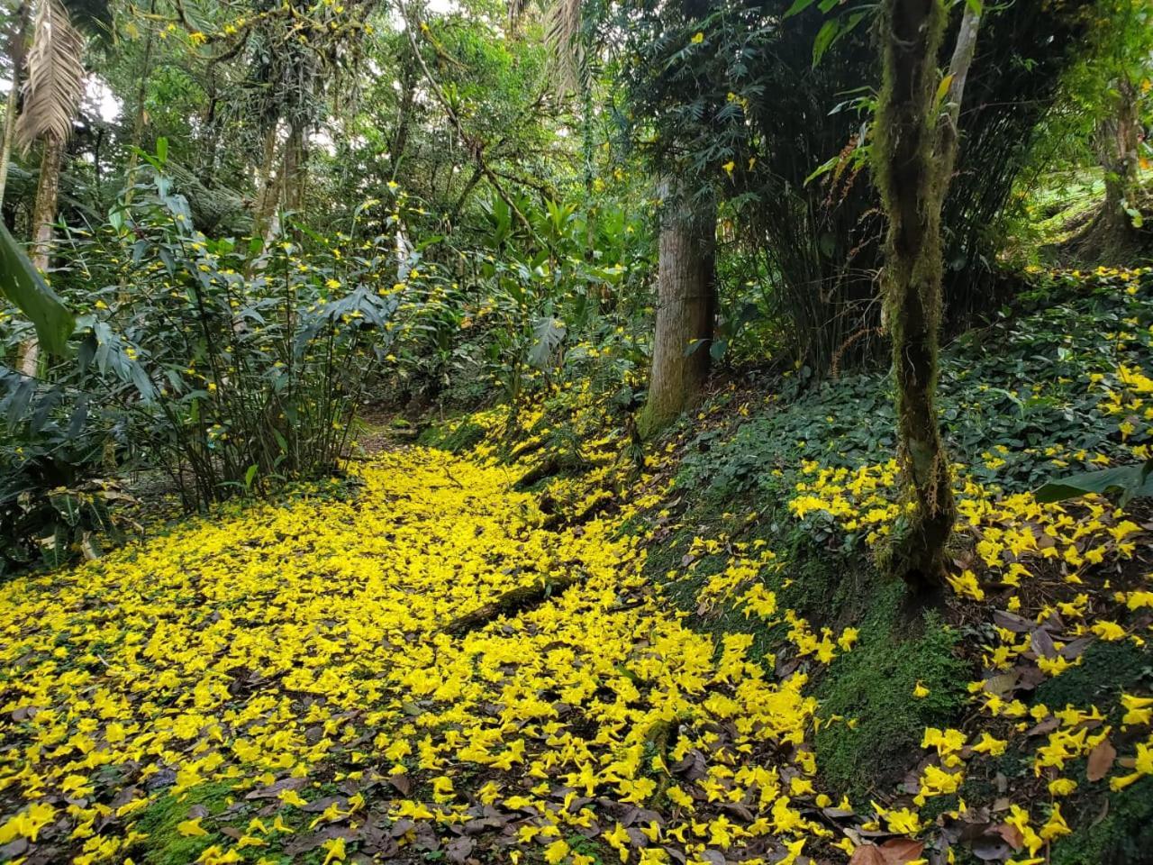 Estación Biológica Las Cruces y Jardín Botánico Wilson San Vito Exterior foto